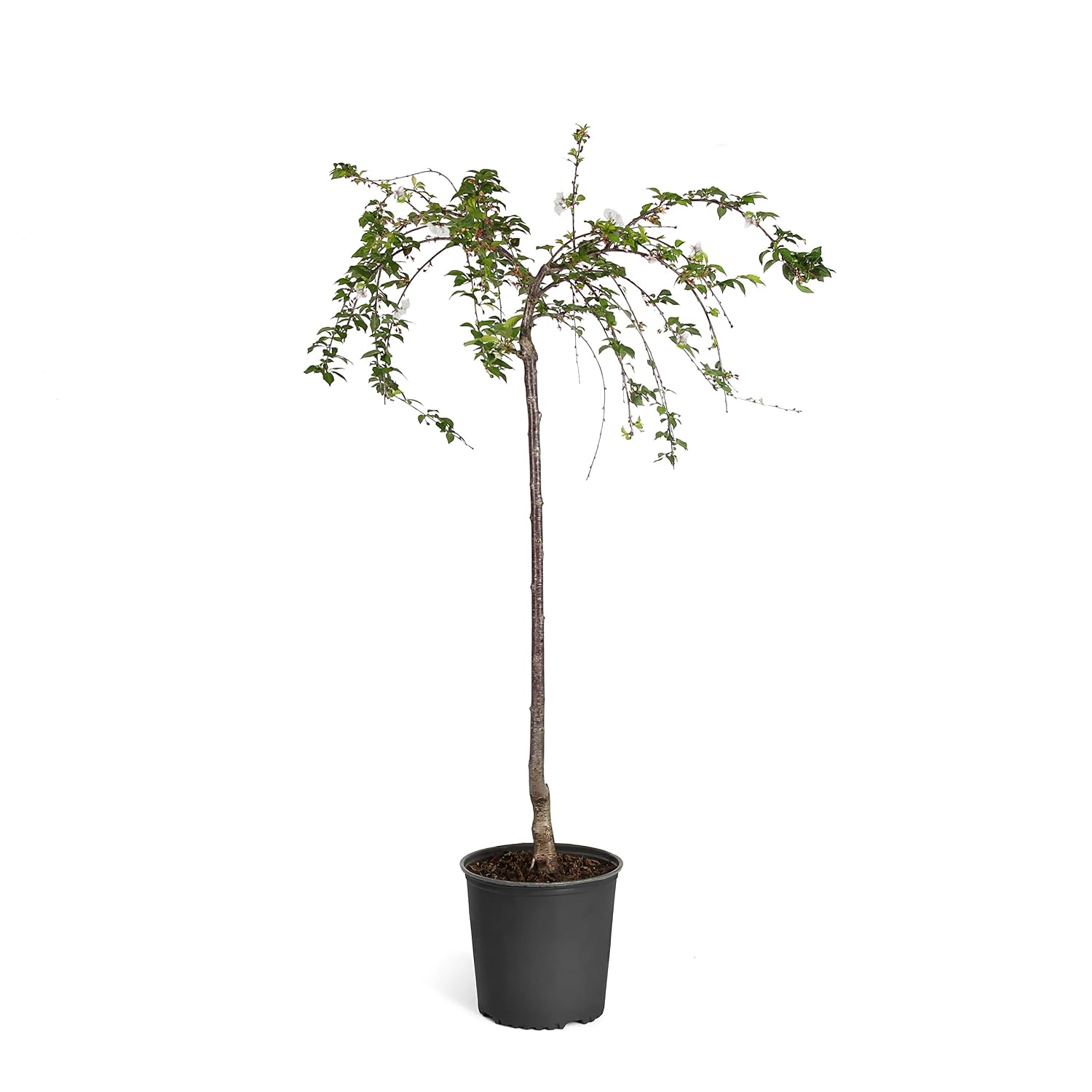 TREE WILD CHERRY 1PK 24CT