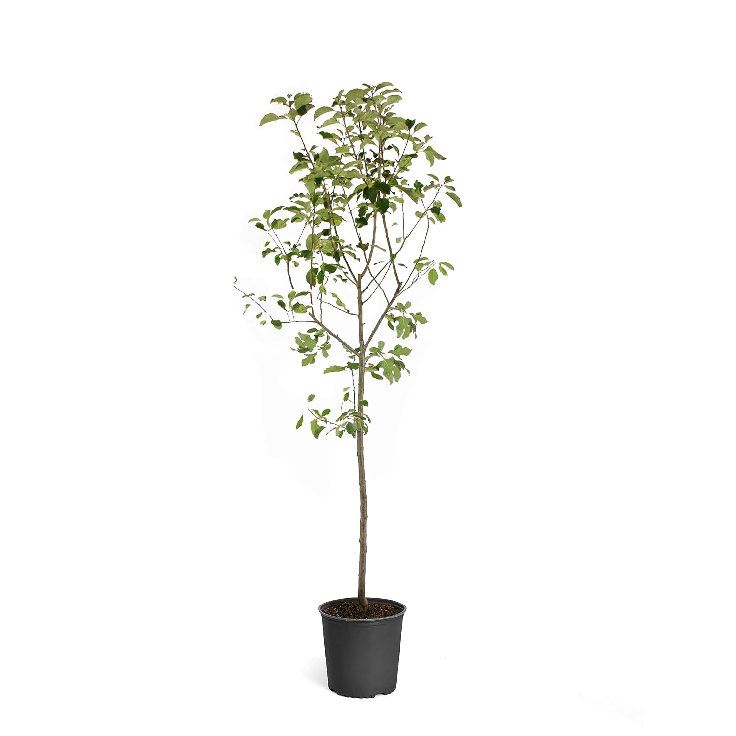 TREE GREEN APPLE 1PK 24CT