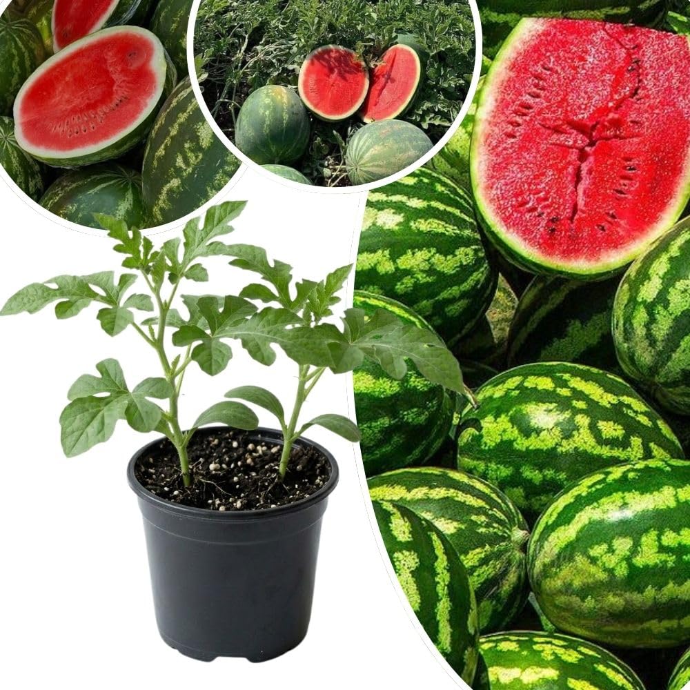 TREE WATERMELON 1PK 24CT
