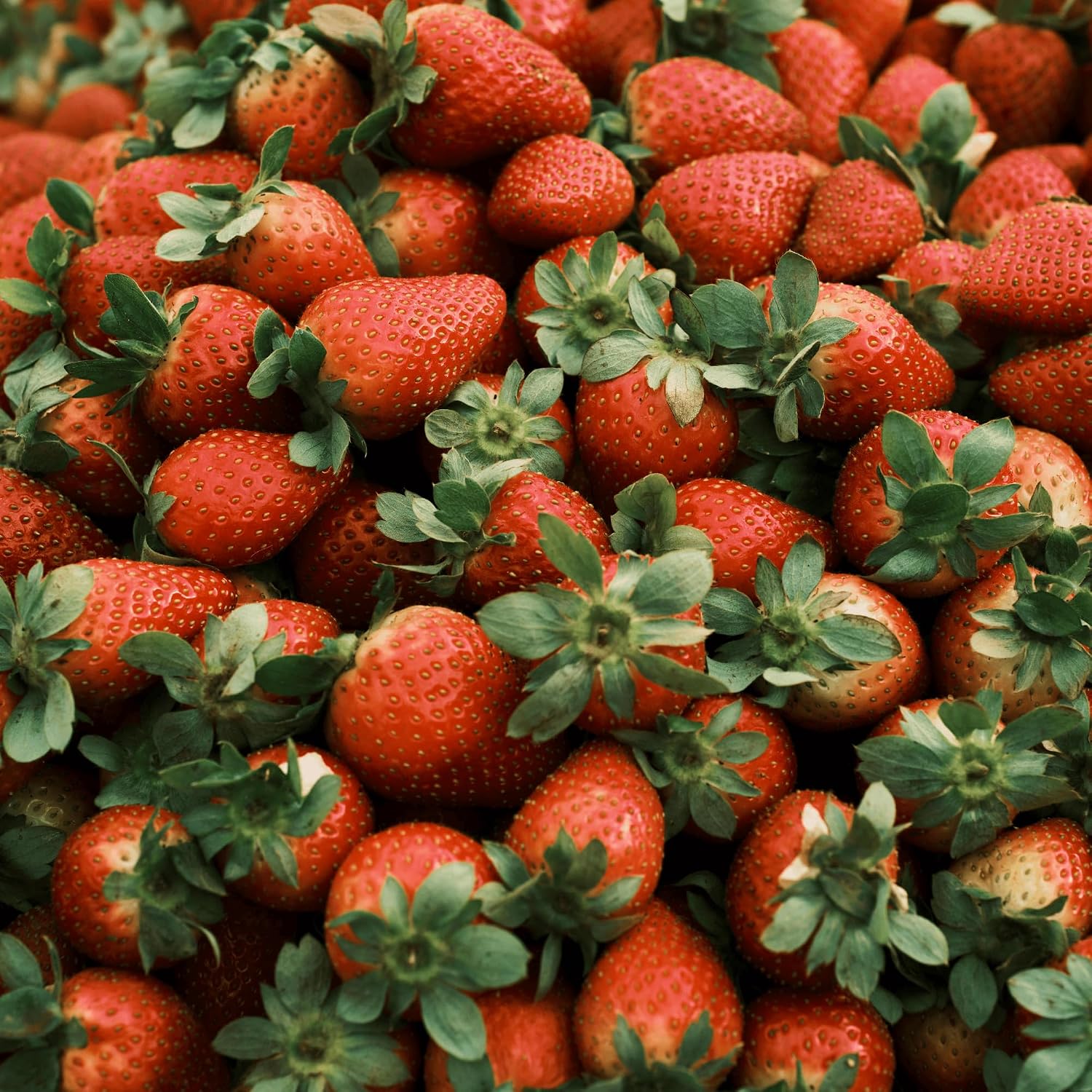 TREE STRAWBERRY 2PK 12CT